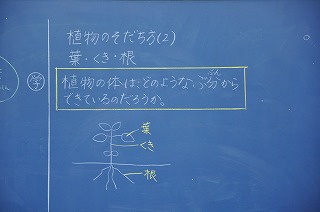 ３年理科 植物の育ち方 ２ 葉 くき 根 印西市立平賀小学校