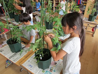 ミニトマト 栽培管理学習 印西市立牧の原小学校