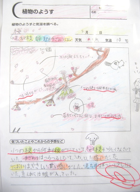 理科の学習 植物の様子 ４年１組 印西市立西の原小学校